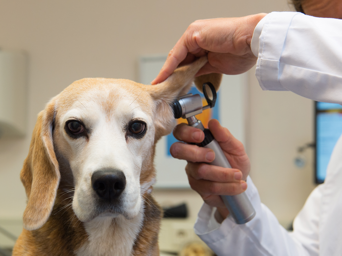 Is Your Dog Sick? 12 Signs You Should Take Them To The Vet