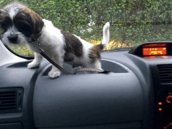 How to Choose the Right Breed of Dog for your Family