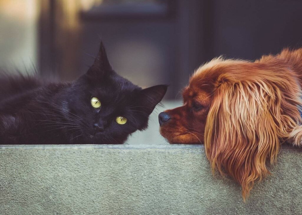 Good Boy! Building A Brilliant Bond With Your New Dog