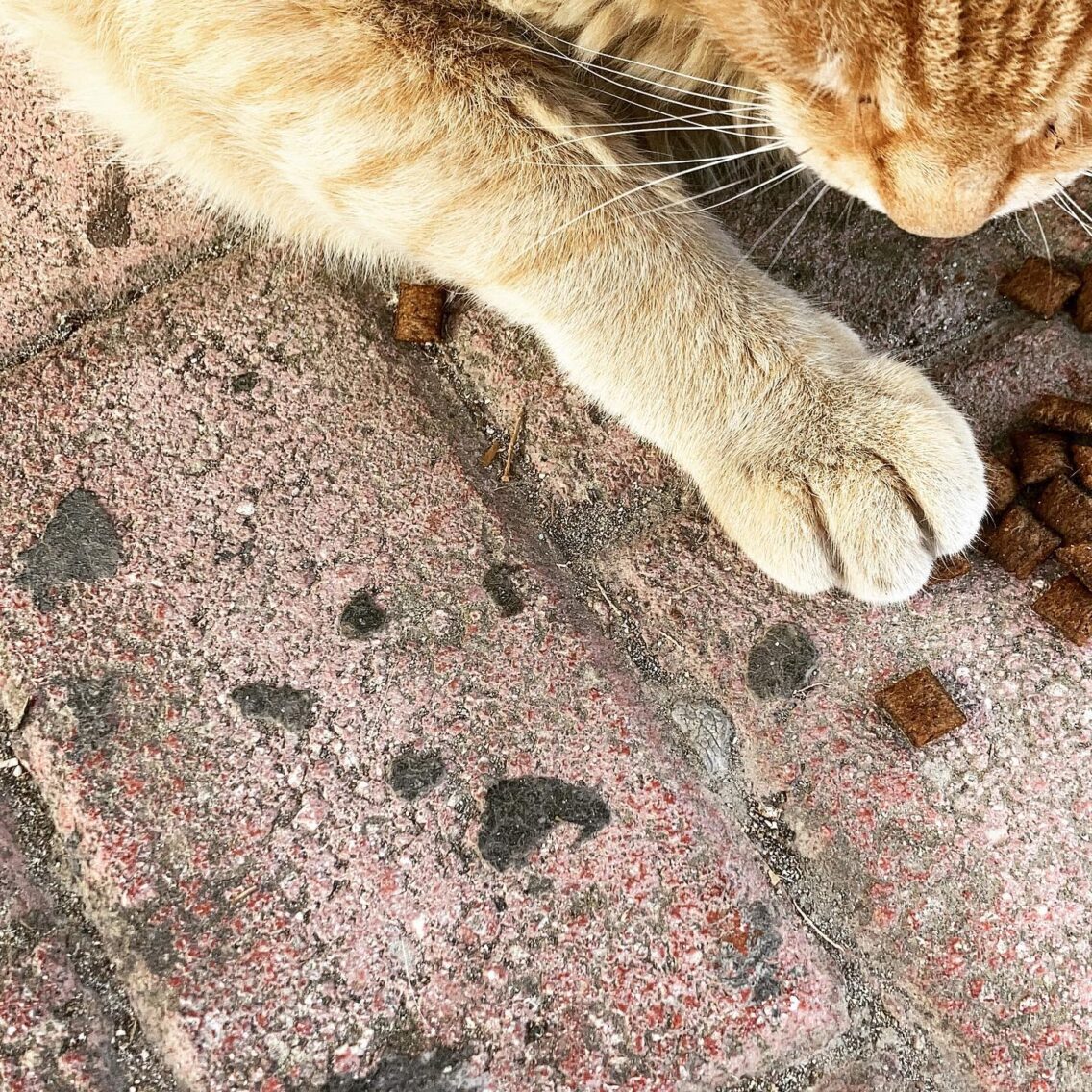 Tips for caring your senior cat