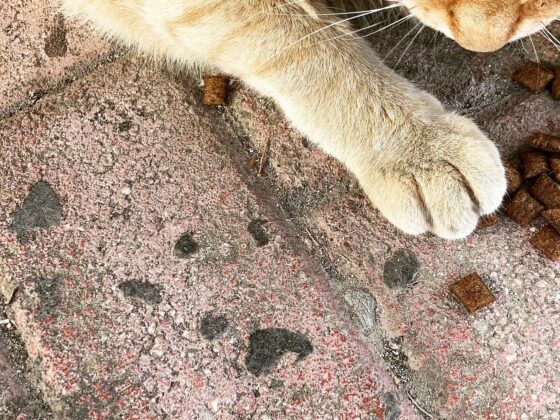 Tips for caring your senior cat