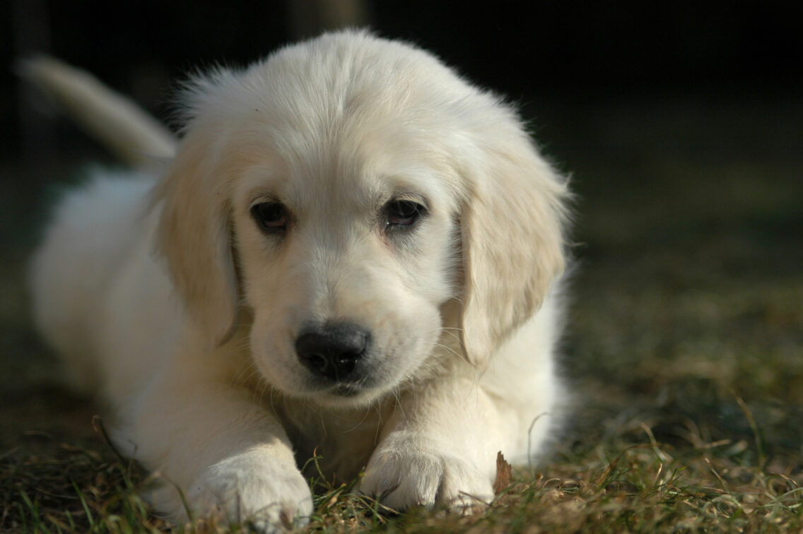 Ways to Be a Better Dog Owner