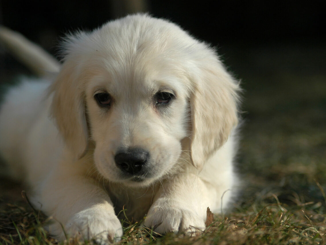 Ways to Be a Better Dog Owner