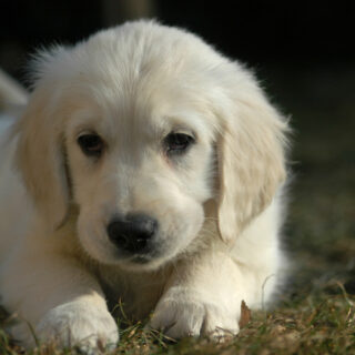 Only The Best For Your Pet!