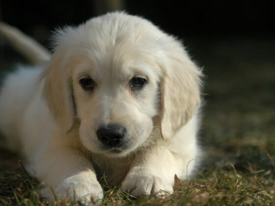 Ways to Be a Better Dog Owner