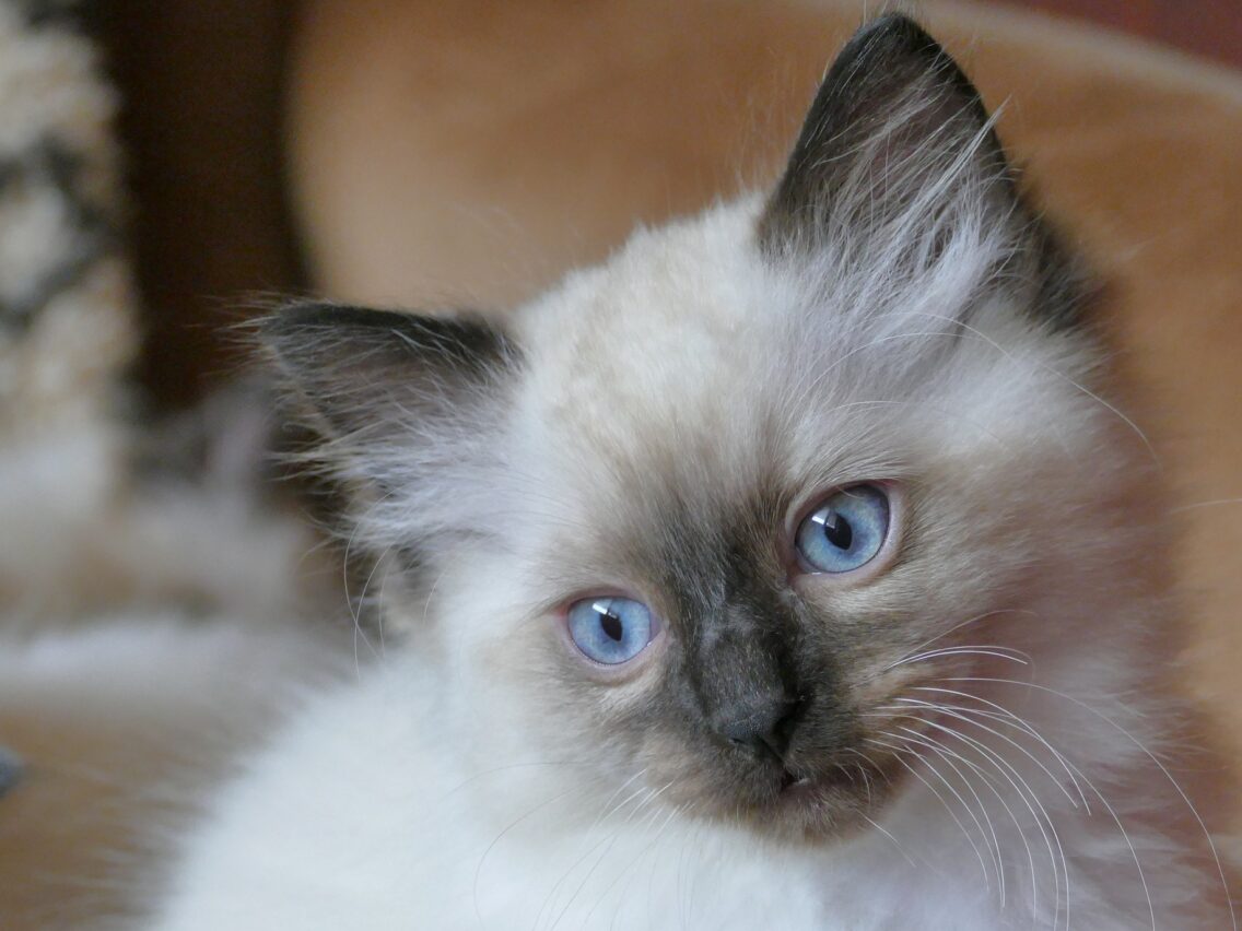 10 Reasons To Get A Ragdoll Kitten