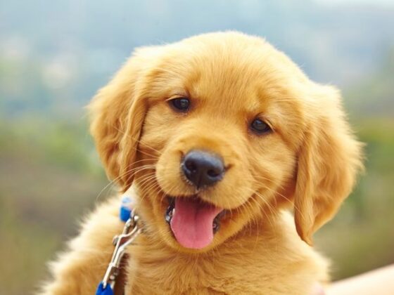 Don’t Let Teething Ruin Puppy Love