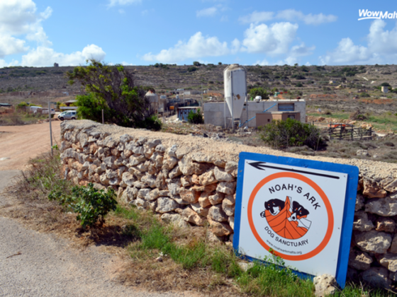 Noah’s Ark Dog Sanctuary