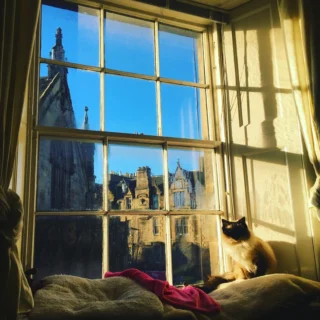 Make Christmas Special for Your Pets: Fun Ideas and Tips