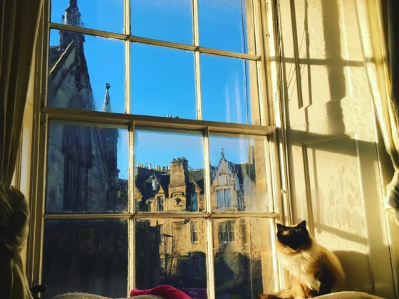 Travelling Soon? 4 Must-Do’s Before Leaving Your Pet