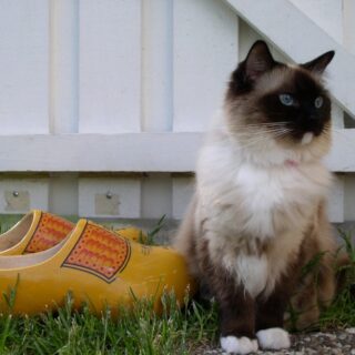 Can fast food be healthy?