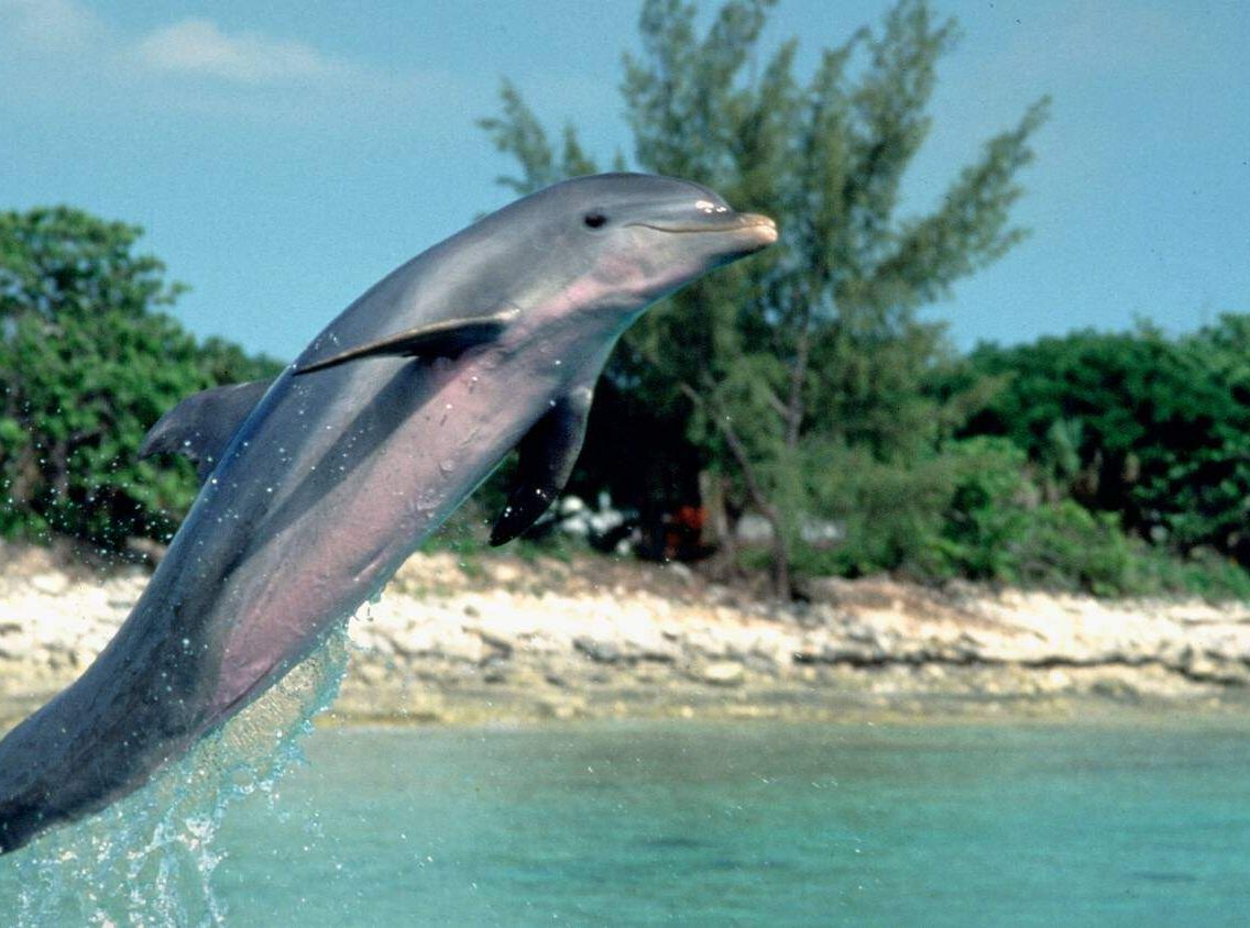 Unknown Facts about the 1996 movie “Flipper”