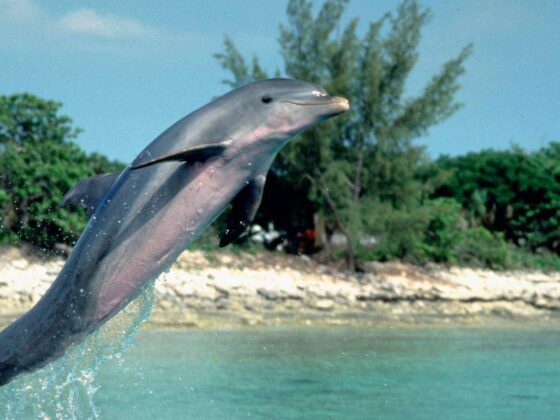 Unknown Facts about the 1996 movie “Flipper”