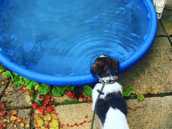 Is Your Dog Sick? 12 Signs You Should Take Them To The Vet