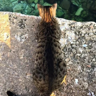 Tips for Hiring a Remodeling Contractor