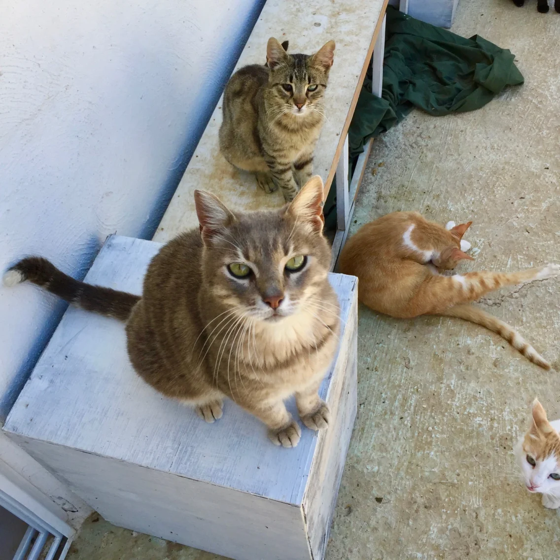 Puuuuurfect, Malta’s Top Cat Sanctuary