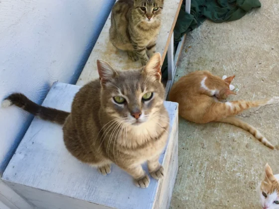 Puuuuurfect, Malta’s Top Cat Sanctuary