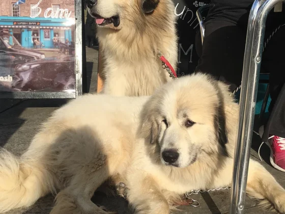 How To Get Rid Of Your Dog’s Fleas