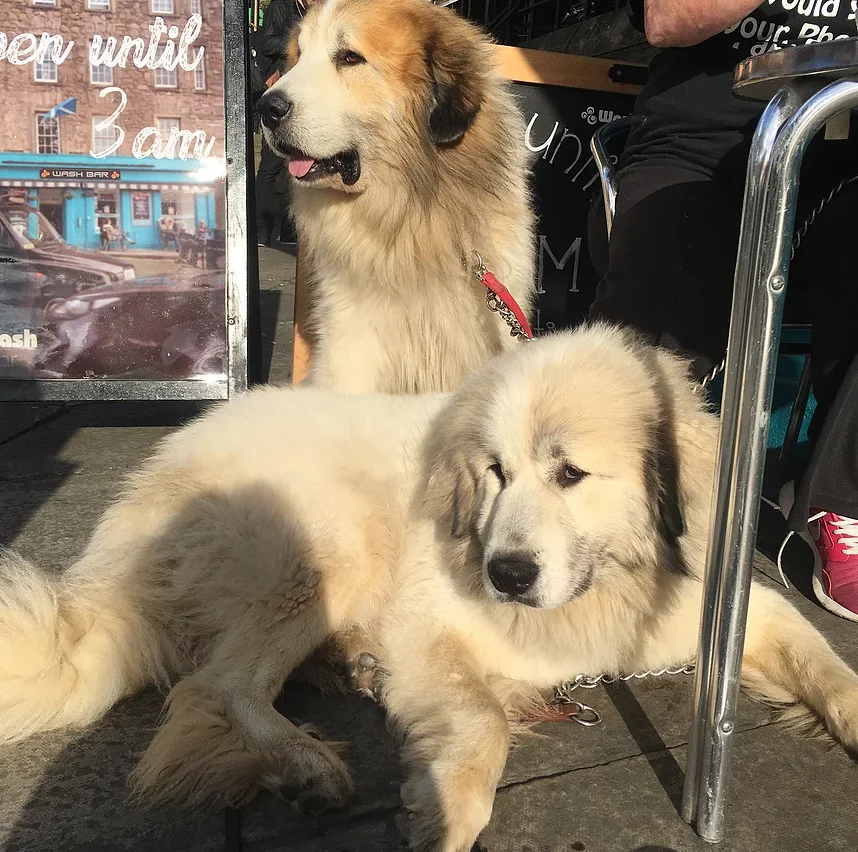 How To Get Rid Of Your Dog’s Fleas