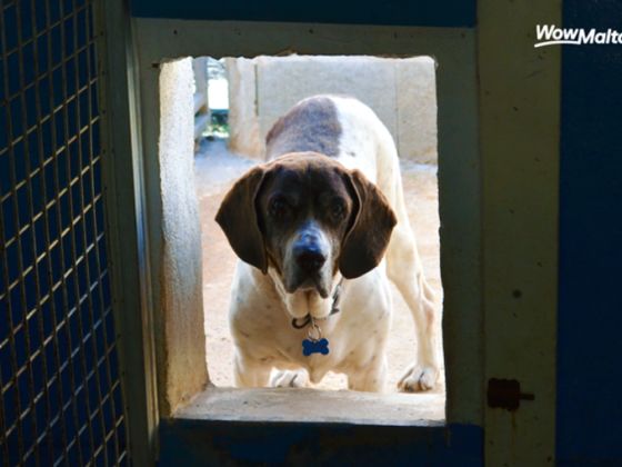 3 Tips for Surviving Puppyhood | First-Time Dog Owner Advice