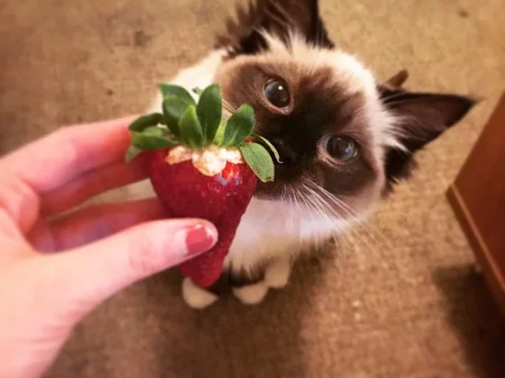 An Introduction to Pet Photography