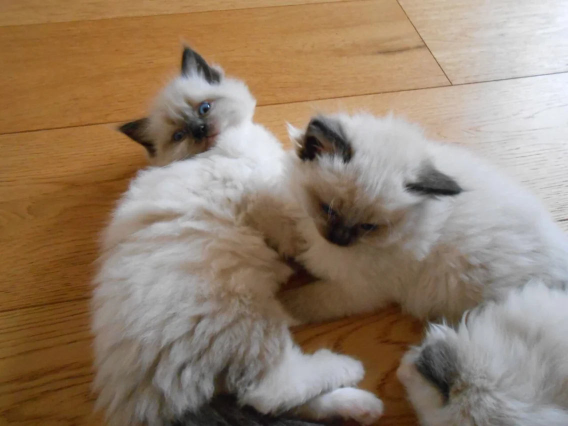 Why Do Cats Make Perfect Pets?