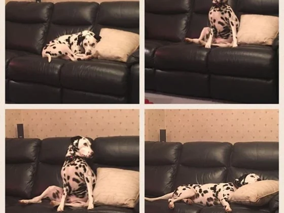 Travelling as a Dog Owner