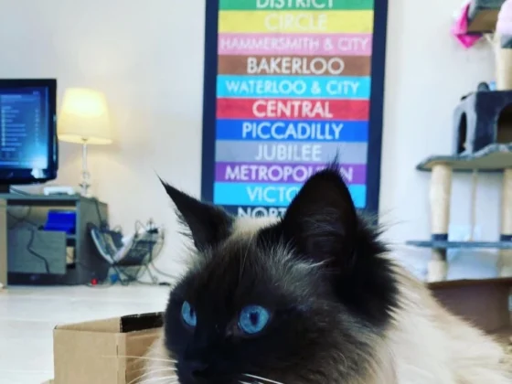 Photowall: Infusing Your Home with Personality