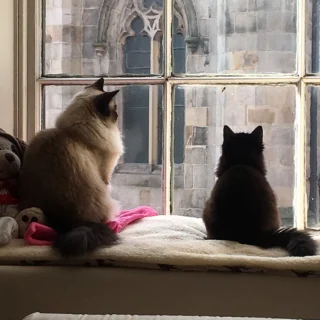 Cat’s Are Smart! Smarter Than You Think