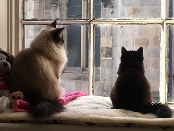 How to Choose the Best Vet Practice for Your Pets