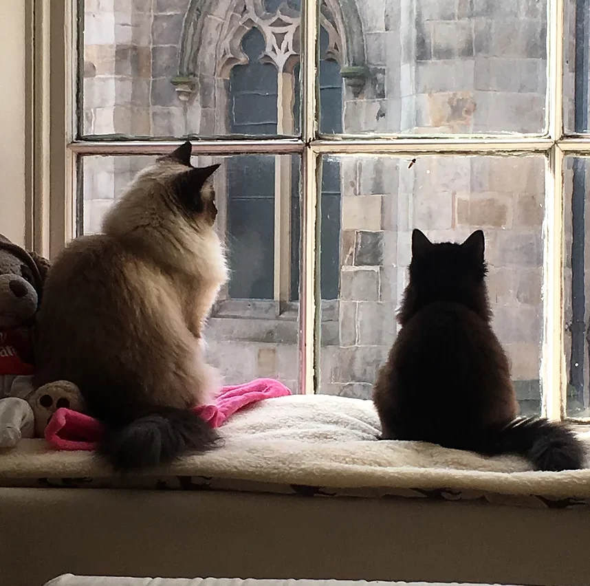 How to Choose the Best Vet Practice for Your Pets