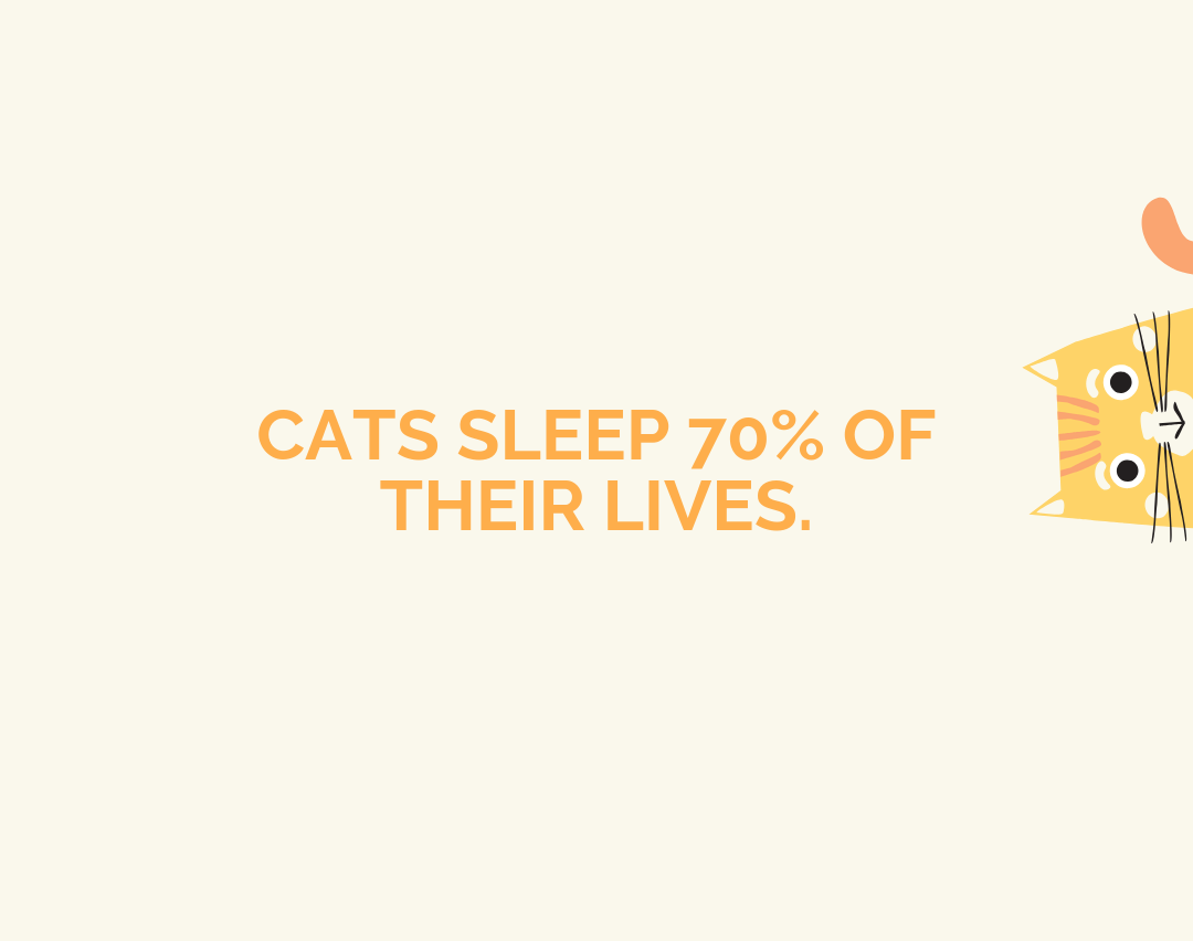 10 Fascinating Cat Facts Every Cat Lover Should Know