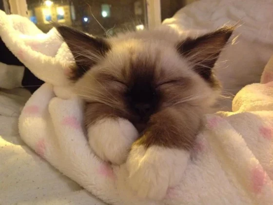 Top 10 Cat Behaviors Explained: What Your Furry Friend Means