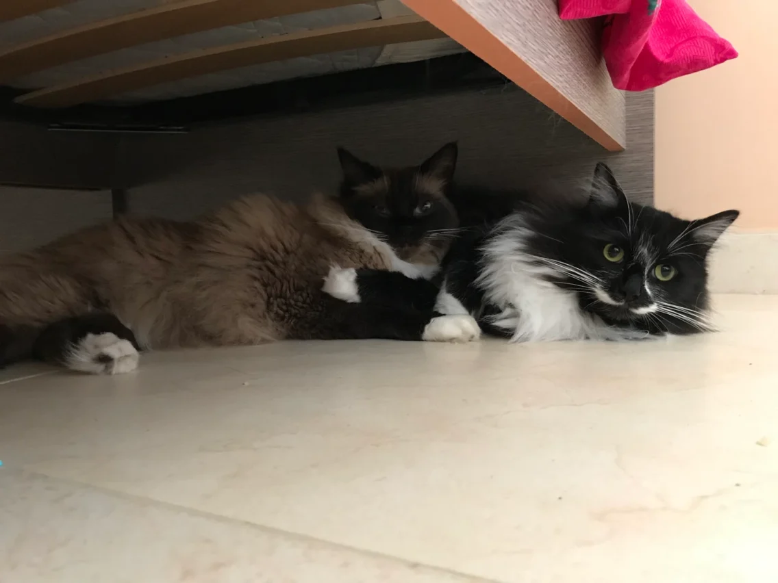 Three Keys to Finding Fulfilment in Your Professional Life