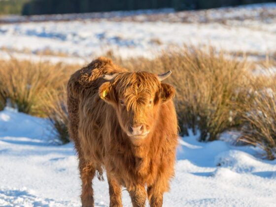 It’s Time to Get Cosy!