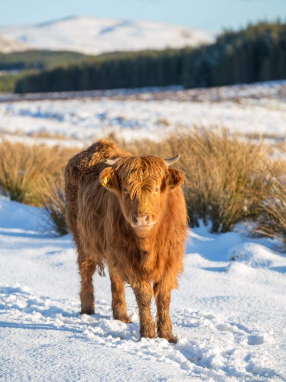 What to Pack for a Snowy Getaway