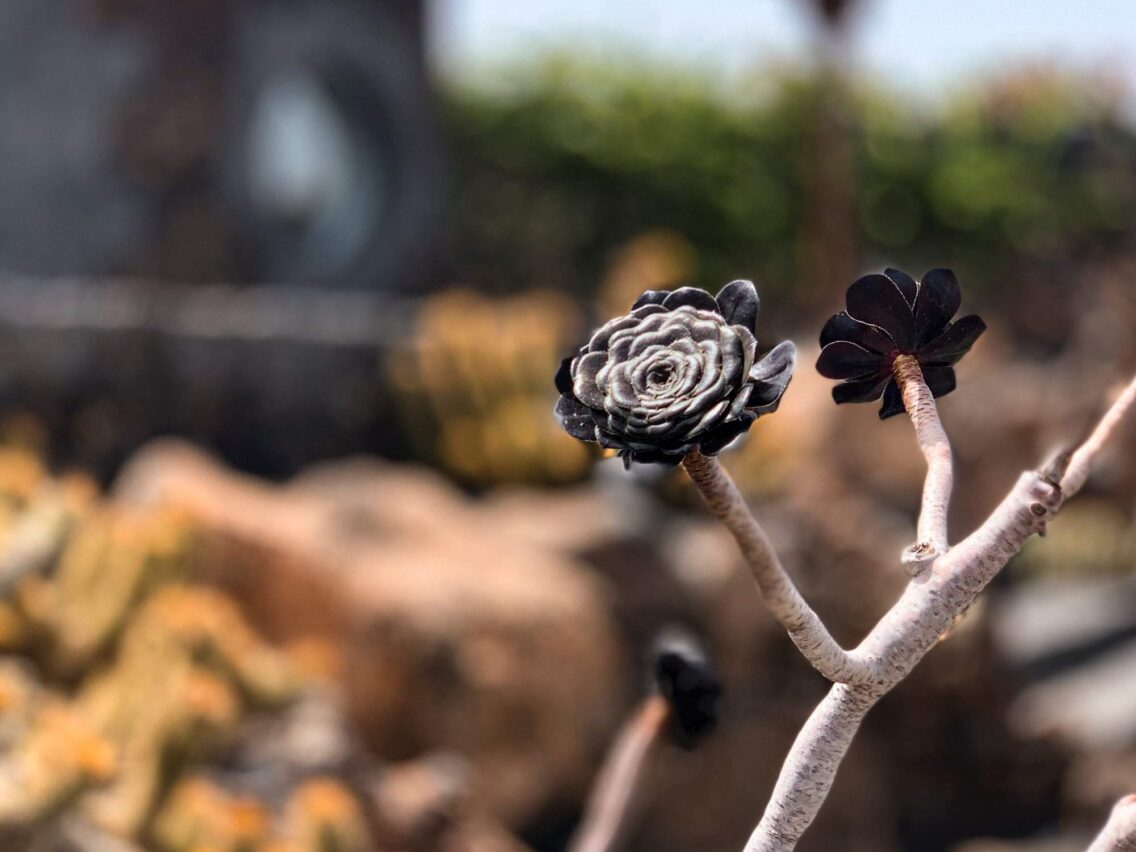 Tools Every Do-It-Yourself Landscaper Needs