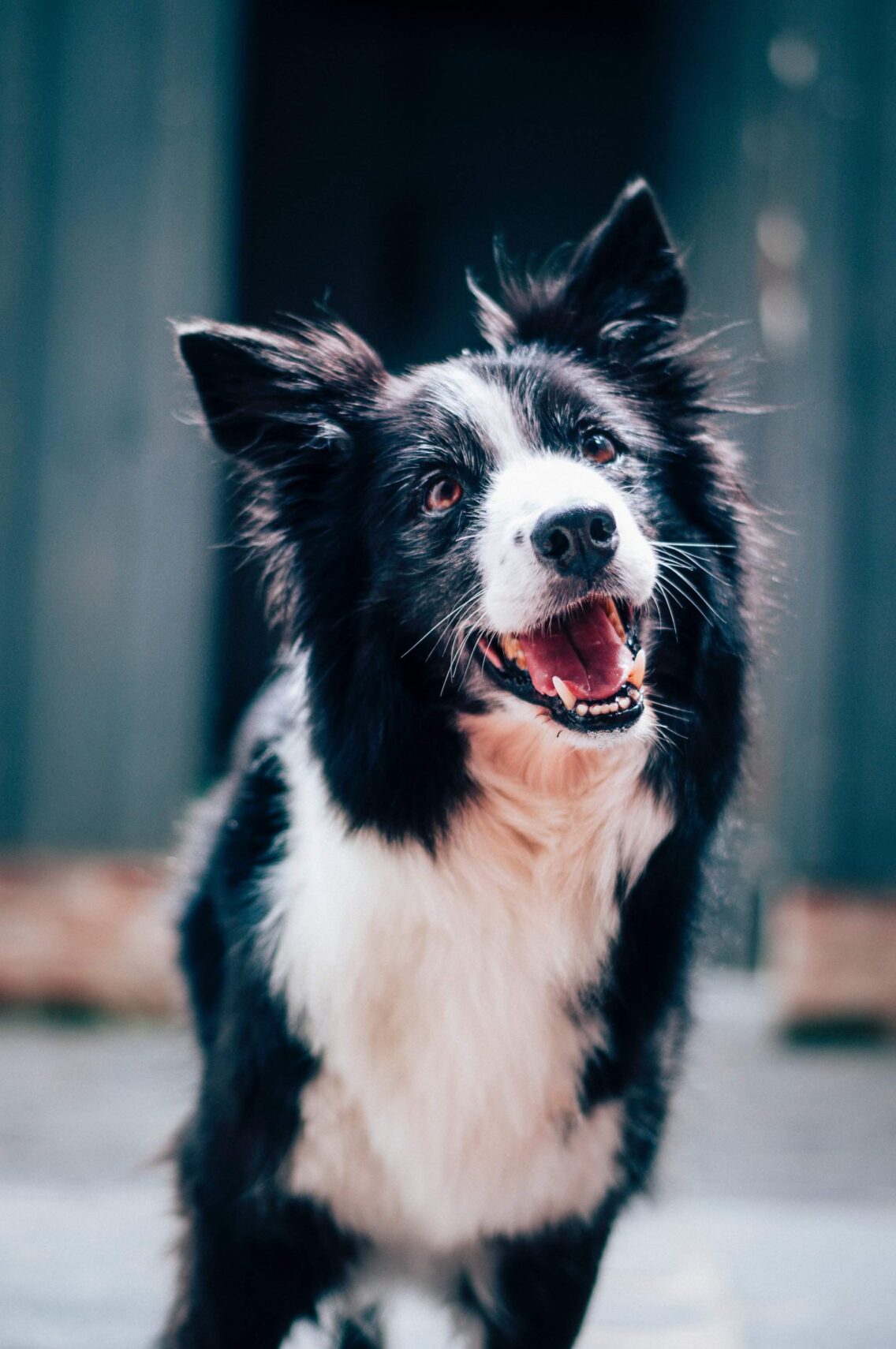 Keeping Your Dog Happy and Healthy