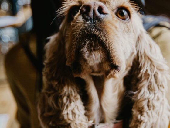 Preparing Your Pet for a Walk