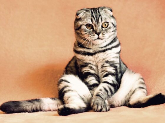 5 Ways to Make Your Pet’s Life More Natural