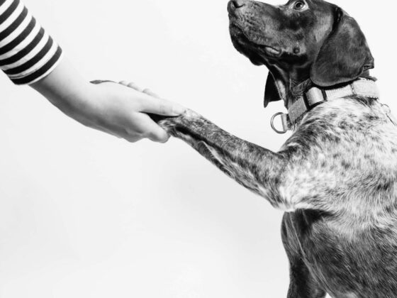 How to Be Your Dog’s Best Friend