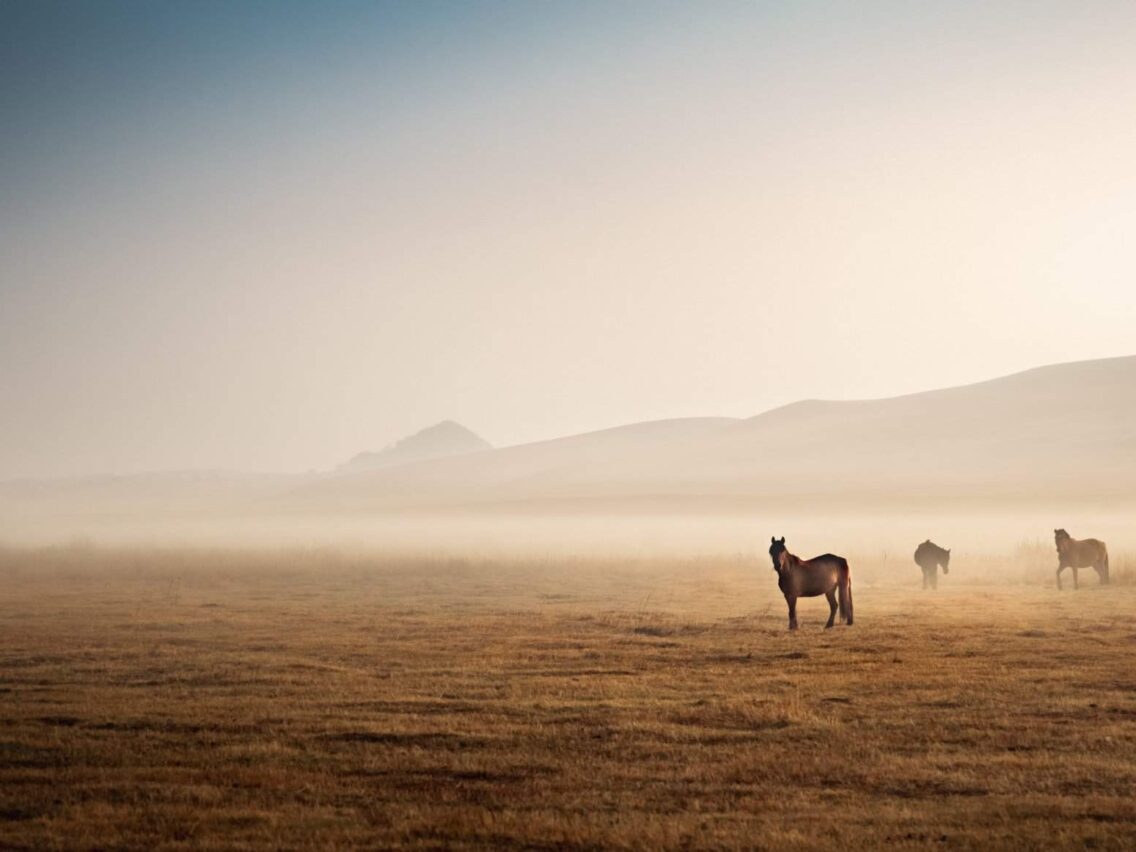 You’ve Got Your First Horse, Now What?