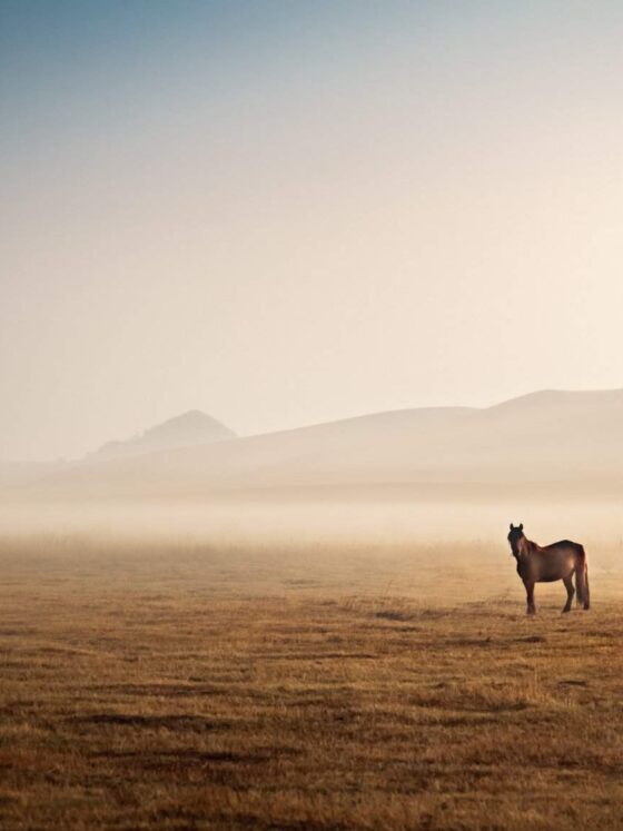 You’ve Got Your First Horse, Now What?