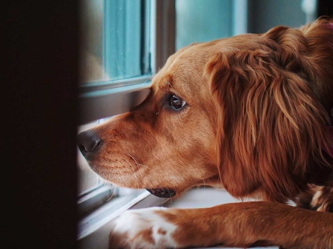 The 5 Best Things About Dating a Dog Lover