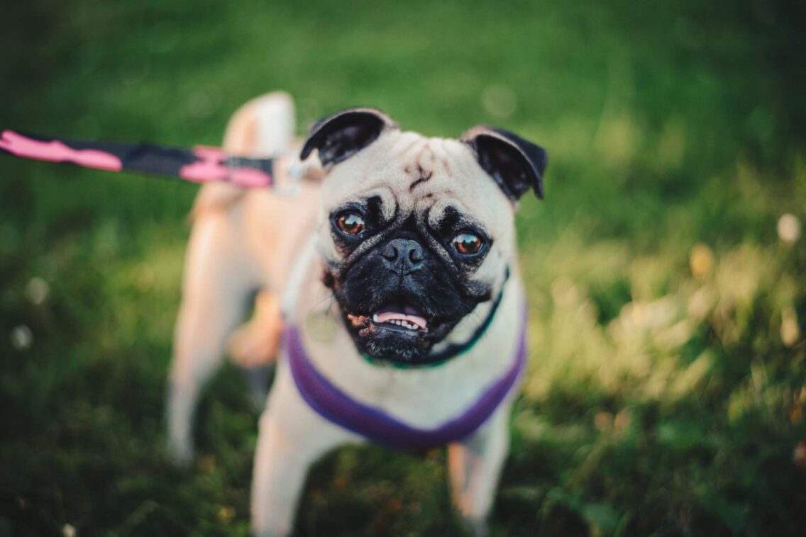 10 Reasons to Love Pugs (and Why They Love You Back)