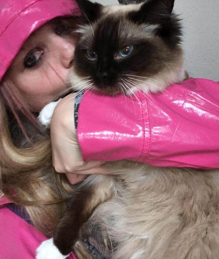 Why Does Your Cat Always Beg For Food?