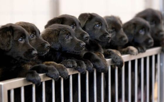 Getting Your Dog Into a Good Routine