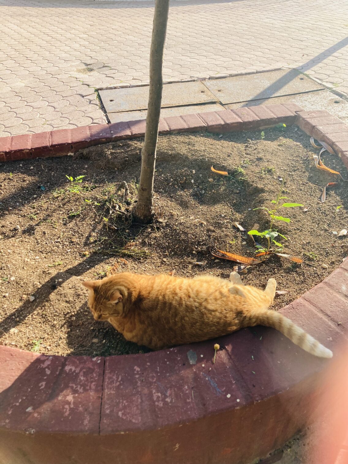 Malta Cat Garden (Ġnien Indipendenza)