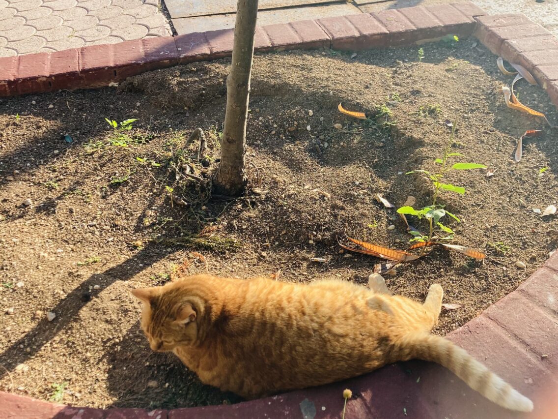 Malta Cat Garden (Ġnien Indipendenza)