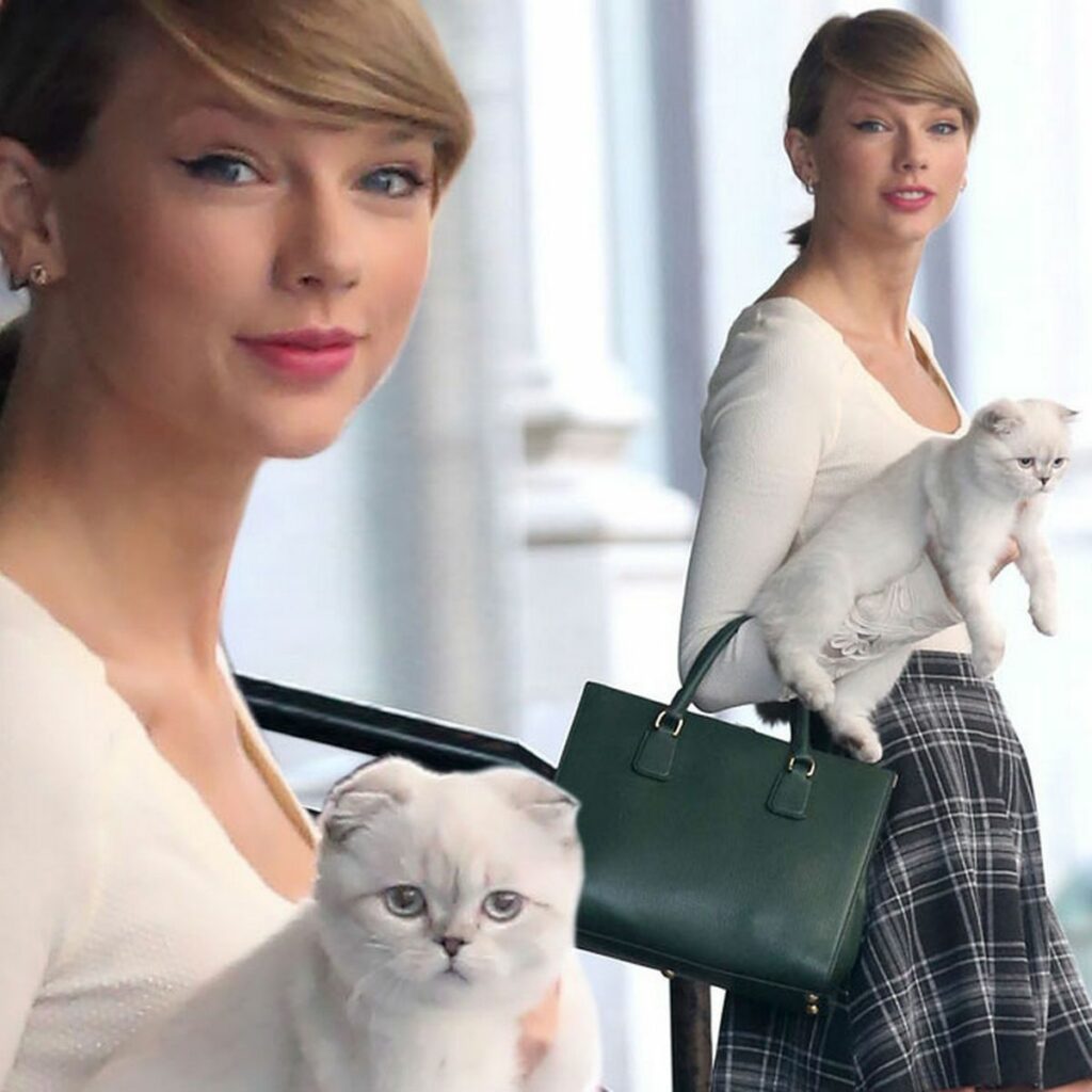 Benjamin_Button taylor swiff cat